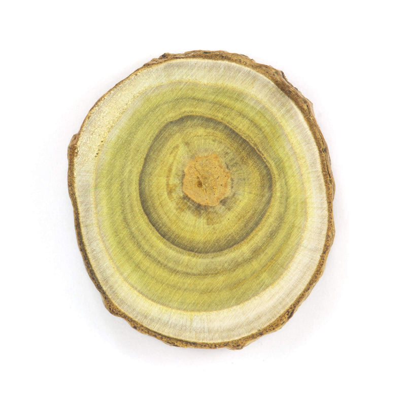 Sumac Tree Cookie Magnet
